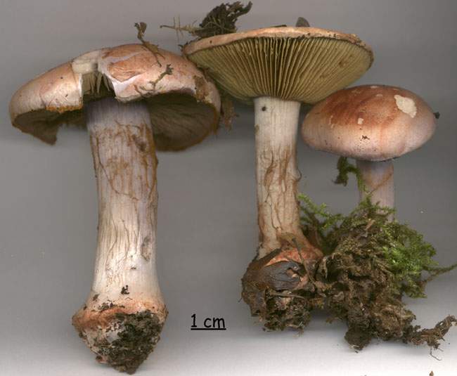 Cortinarius rufoolivaceus